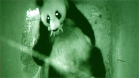 PANDABABY!