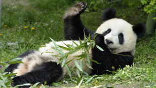 SO LONG FU LONG!
