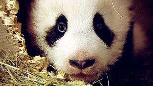 U LONG - LITTLE PANDA, HAPPY DRAGON